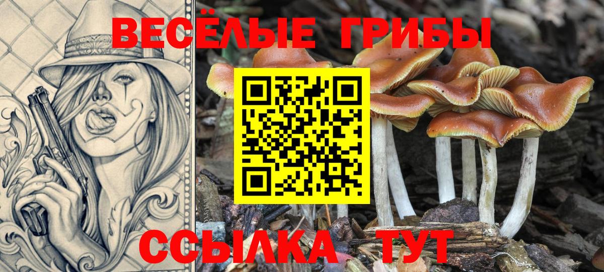 Псилоцибиновые грибы Cubensis Гусев