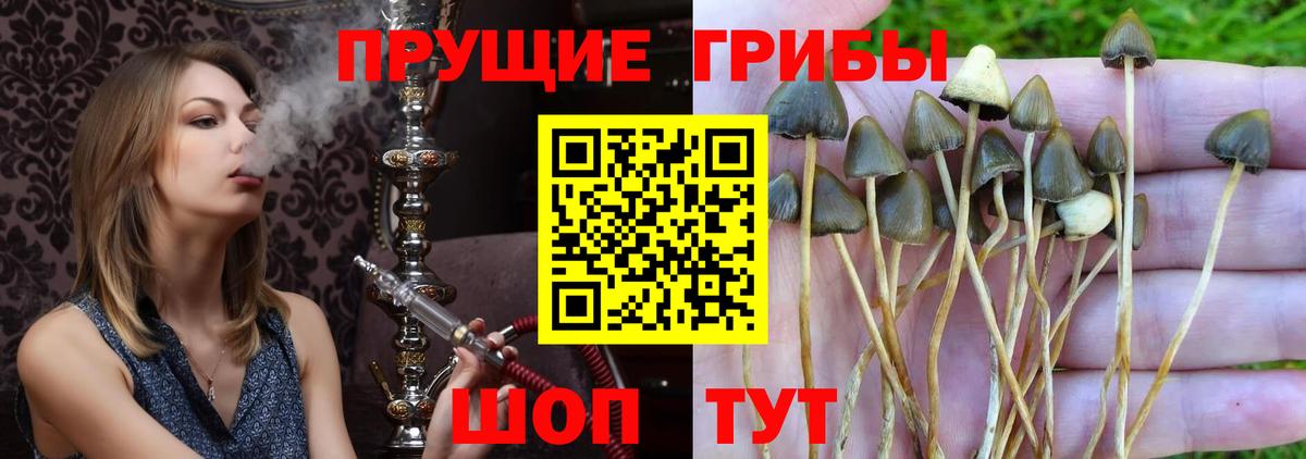 Псилоцибиновые грибы Psilocybe  Вход с VPN  Гусев 